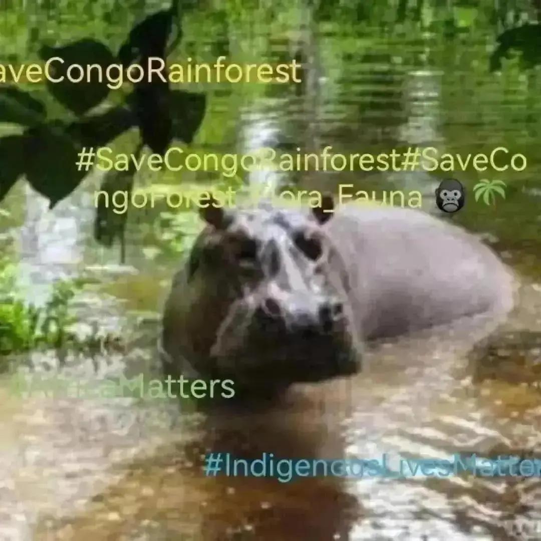 stamberg_e96884's tweet photo. SaveCongoRainforest Day 2390
#SaveCongoRainforest
#SaveCongoForest_Flora_Fauna๐ด๐ฆ #AfricaMatters #IndigenousLivesMatter
@SaveCongoForest
In Solidarity with
@vanessa_vash and
@Remy_Zahiga
The Congo Rainforest is vital in the fight for climate and social justice!โฎ๏ธ๐ https://t.co/YIDYaJ5H01