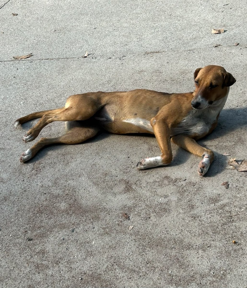 lyssitta's tweet photo. Servicio social ✅️ 
#reportan ⚠️
#emergenciacanina 🆘️🆘️🆘️
#urgente ‼️‼️
Nos piden publicar 👇 

Buenos días quiero pedir de todos los que vean esta publicación que me ayuden a difundir por favor an venido a dejar estos perritos aquí al polideportivo de Altavista hoy amanecieron aquí los 3 están muy mal de salud son 2 perritas y un varoncito les puso me ayuden a difundir si alguna institución o alguien con un buen corazón pudiera ayudarlos ya que an quedado ala interperie se nota que eran de la misma casa por qué no se separan pareciera que es la mamá con los 2 hijitos, y antes que digan como siempre dicen que porque no ayude y solo tome la foto, déjenme decirles que tengo 5 rescatados y 20 gatitos también y se me hace imposible tener más, ellos necesitan atención veterinaria de urgencia por qué andan muy mal el varoncito no se puede mantener de pie por mucho tiempo
Contacto +503 7920 1245