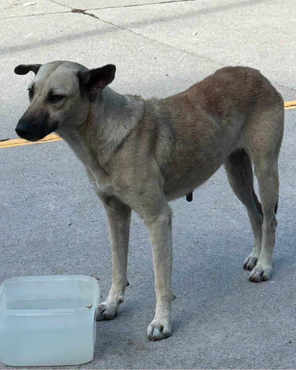 lyssitta's tweet photo. Servicio social ✅️ 
#reportan ⚠️
#emergenciacanina 🆘️🆘️🆘️
#urgente ‼️‼️
Nos piden publicar 👇 

Buenos días quiero pedir de todos los que vean esta publicación que me ayuden a difundir por favor an venido a dejar estos perritos aquí al polideportivo de Altavista hoy amanecieron aquí los 3 están muy mal de salud son 2 perritas y un varoncito les puso me ayuden a difundir si alguna institución o alguien con un buen corazón pudiera ayudarlos ya que an quedado ala interperie se nota que eran de la misma casa por qué no se separan pareciera que es la mamá con los 2 hijitos, y antes que digan como siempre dicen que porque no ayude y solo tome la foto, déjenme decirles que tengo 5 rescatados y 20 gatitos también y se me hace imposible tener más, ellos necesitan atención veterinaria de urgencia por qué andan muy mal el varoncito no se puede mantener de pie por mucho tiempo
Contacto +503 7920 1245