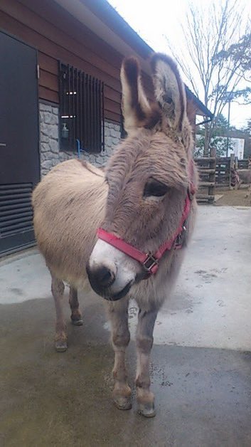 Robani_e_6821's tweet photo. 【秋のファン感謝祭🐴】

秋のファン感謝祭🐴
楽しみにしています😃
大好きな😆💕ロバの
🐴コミミさんです😍　　

#到津の森公園 #ロバ #donkey
#昭和101年 #ロバに早く会いたい https://t.co/4RnM0olWos