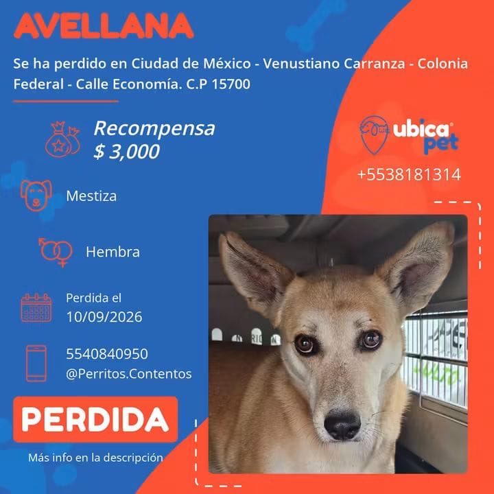 UbicapetMexico's tweet photo. 🟠 PERDIDA 🟠
👉 Más info: https://t.co/EGYLHgidt0

P7800

▪️Avellana
▪️ Hembra 
▪️Mestiza
▪️Color arena con blanco 
▪️Collar naranja fluorescente 
▪️Sin Placa
▪️ CDMX 
▪️ Venustiano Carranza 
▪️Colonia Federal https://t.co/9Kn6rLVwuZ