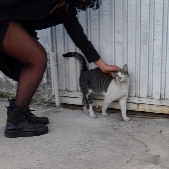 Amandasainto's tweet photo. roubando o gato do meu vizinho🐈🐾 #ola #catlovers #friendlyme https://t.co/ZbRSYFM1Ue