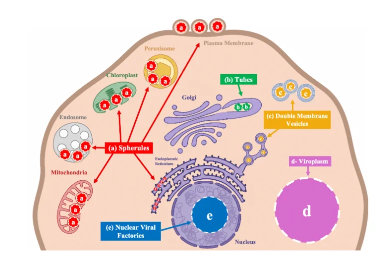 ASM (@ASMicrobiology) / X