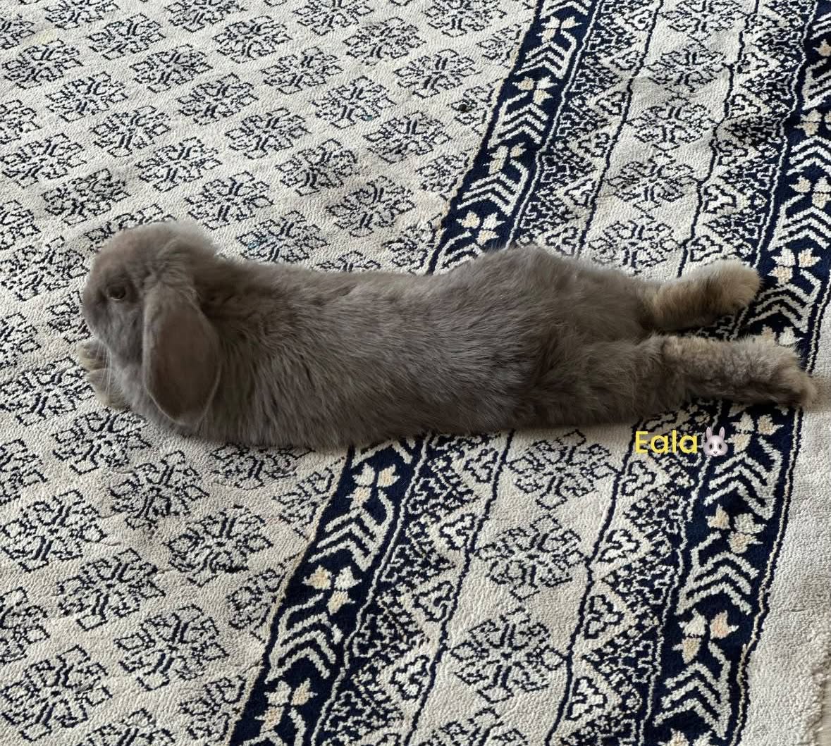 KristiBatiqnv's tweet photo. Look, Mom! I can do this. A happy bunny makes for a happy heart. https://t.co/NEoTG1zgwU