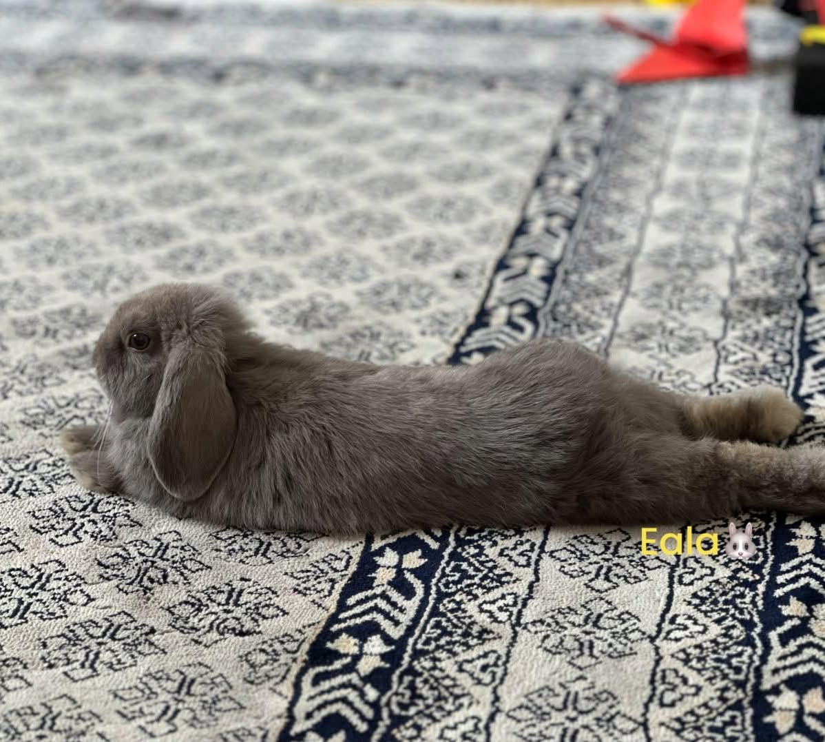 KristiBatiqnv's tweet photo. Look, Mom! I can do this. A happy bunny makes for a happy heart. https://t.co/NEoTG1zgwU