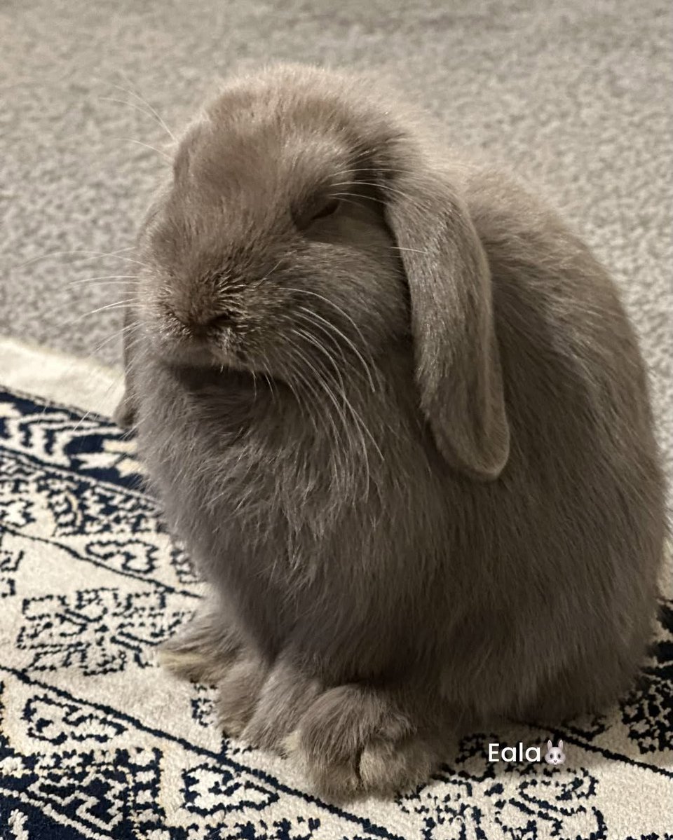 KristiBatiqnv's tweet photo. Everyone, say “Hi, Eala! ” We named her after tennis star Alexandra Eala, the first Filipino to break into the WTA top 20 and win a WTA Tour title. She reached a career-high world No. 20—the highest in Philippine history. https://t.co/Wo9u6THKtp