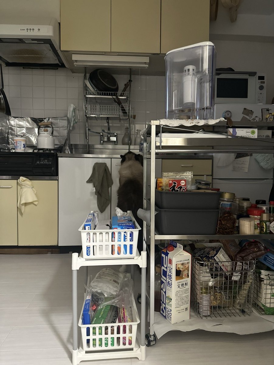 nipopopunch's tweet photo. 猫を飼うと、たまに夜中に洗い物とかしてくれる https://t.co/JklyL5Eoqw