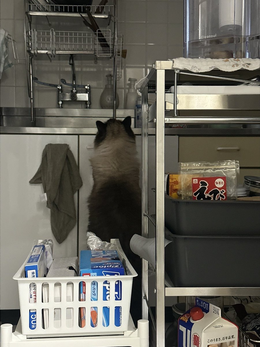 nipopopunch's tweet photo. 猫を飼うと、たまに夜中に洗い物とかしてくれる https://t.co/JklyL5Eoqw