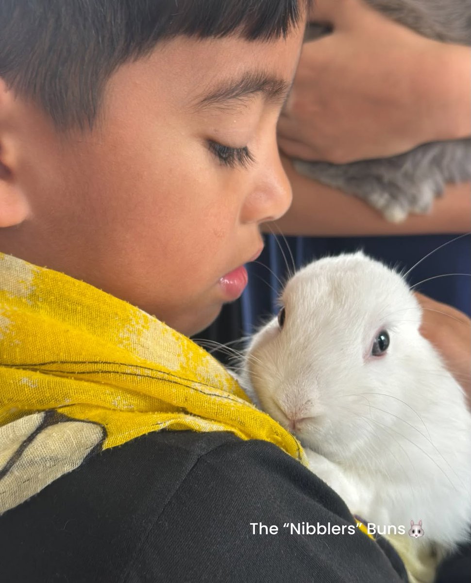 KristiBatiqnv's tweet photo. Cuddle time with these adorable bunnies. https://t.co/J0j4zpHTwo