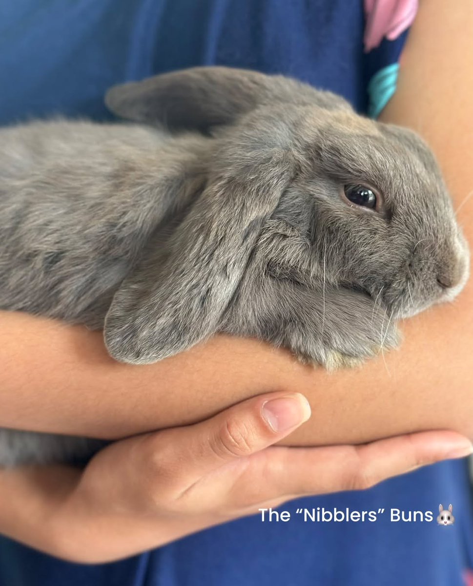 KristiBatiqnv's tweet photo. Cuddle time with these adorable bunnies. https://t.co/J0j4zpHTwo