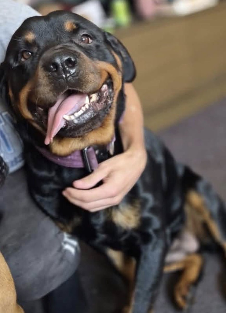 H2RScotland's tweet photo. We’ve had no enquiries for Marley, can you please share to help her on her way? 

Marley is a beautiful 5 year old female Rottweiler. 
She is available and looking for a home with someone who has experience with larger dogs. 
Marley has lived with other dogs however there has been some dominance in the house between them so she would be best as the only pet. 
Marley is friendly and loving, a home with older kids is better as she will knock small children over. 
Marley is chipped and healthy with no medical issues.
She eats a mix of raw food and sleeps in the kitchen at night. 
Marley can be left alone if you need to go out. She is also registered at the vets and great travelling in the car. 
She loves a treat and wears a Halti when walked. 
Marley loves meeting new people and loves getting a cuddle, she will jump up for attention if she isn’t getting it. 
Marley is up to date with her vaccinations. She will come back when food is involved but otherwise doesn’t have much recall. She loves honey ham. 
A home with no cats is required. 

For more information or to offer a home please email the rehome team directly info@help2rehome.com