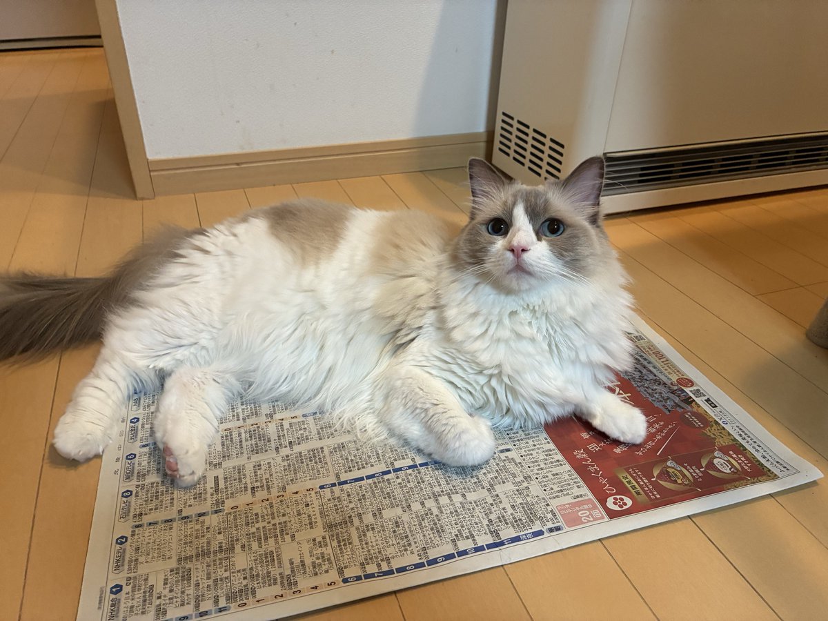 MskKd15's tweet photo. 🐈猫日記686日目

吐きそうな動き見せたので、
とっさに新聞広げたらこんな感じ

#猫 #ラグドール https://t.co/b6yQuZ7Yb1