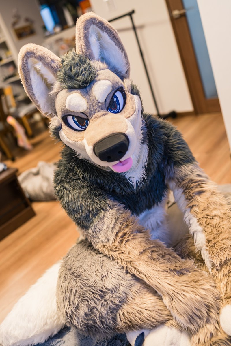 MahkunCoyote's tweet photo. お久しぶりヨテ #fursuitfriday 
📸 @Lugua_sumatran https://t.co/PLpOCKMHsS