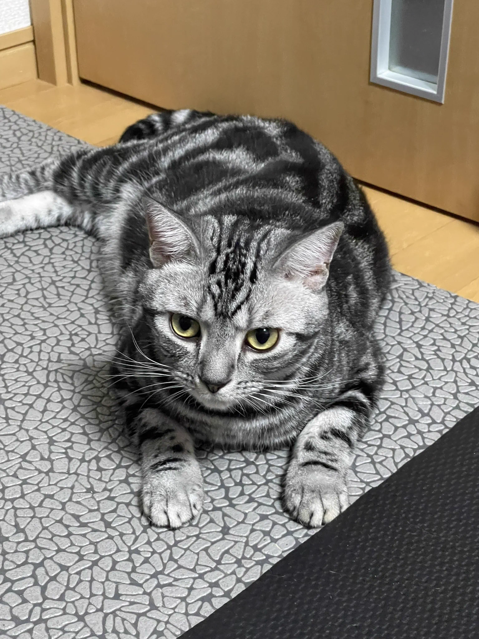 アメショ三兄弟参上‼️ on X: 
