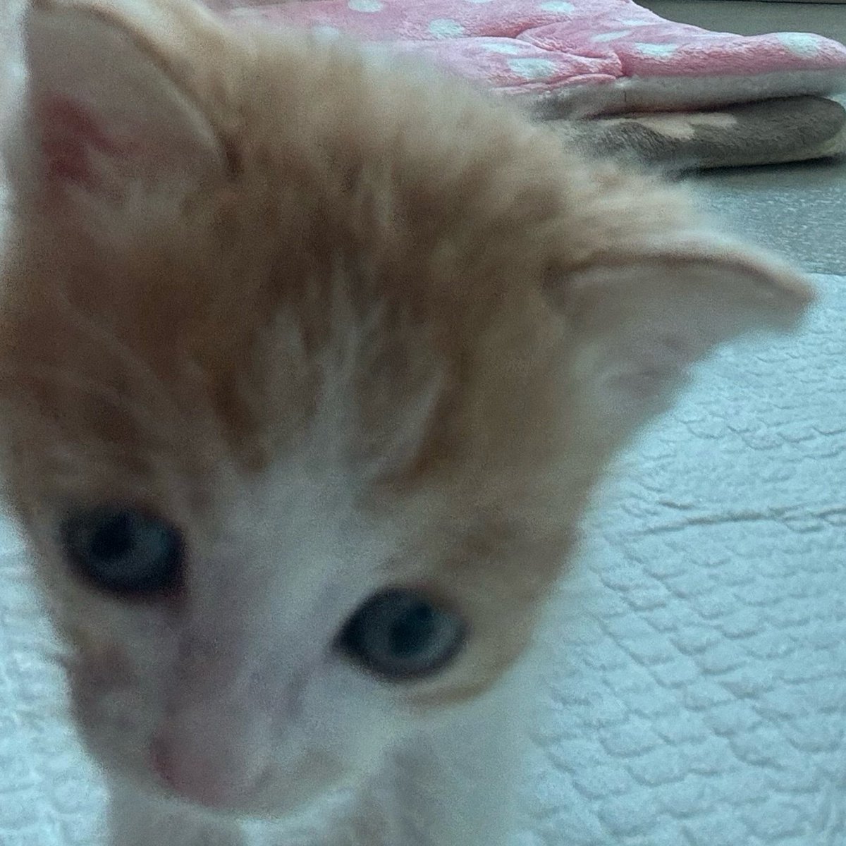 Ohmongee's tweet photo. 왹몽이 https://t.co/gh3GrigDto