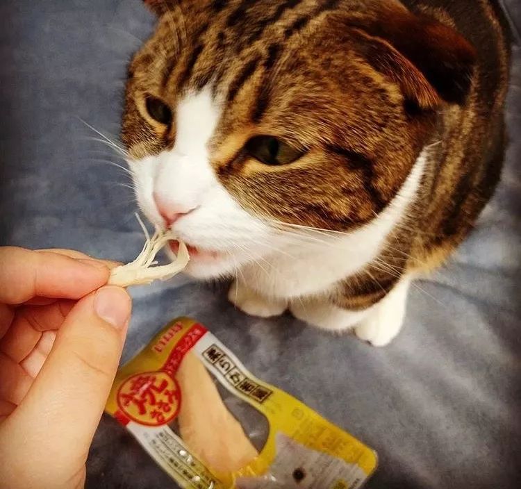 LeonelLavopoxb's tweet photo. Mi gatito crece demasiado rápido! Hoy ya tiene dientes nuevos y ya puede cazar sus juguetes ， https://t.co/Ef2PDtHCDq
