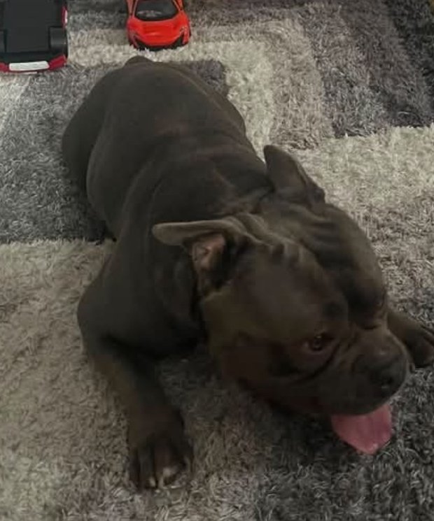 MissingPetsGB's tweet photo. 🚨 MISSING DOG – PLEASE HELP FIND CHAKI
Beloved dog CHAKI has gone missing in #SE5 #Camberwell #Southwark South #London

Chaki is a male Pocket Bully, blue and white in colour. He went missing on 22 September 2026.

If seen, please do not chase him.
https://t.co/9GWnKhwlyK https://t.co/Tv6X6QiVvc