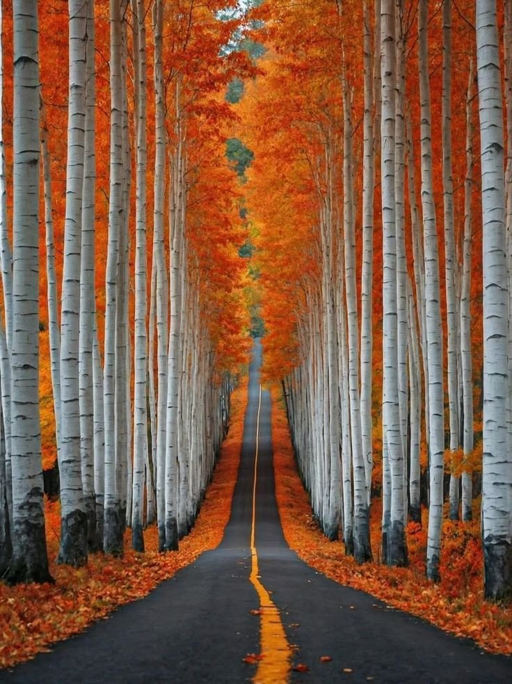 Earth_Beauty12's tweet photo. 🍁🍂🍃 https://t.co/gQ53Hy3cEf