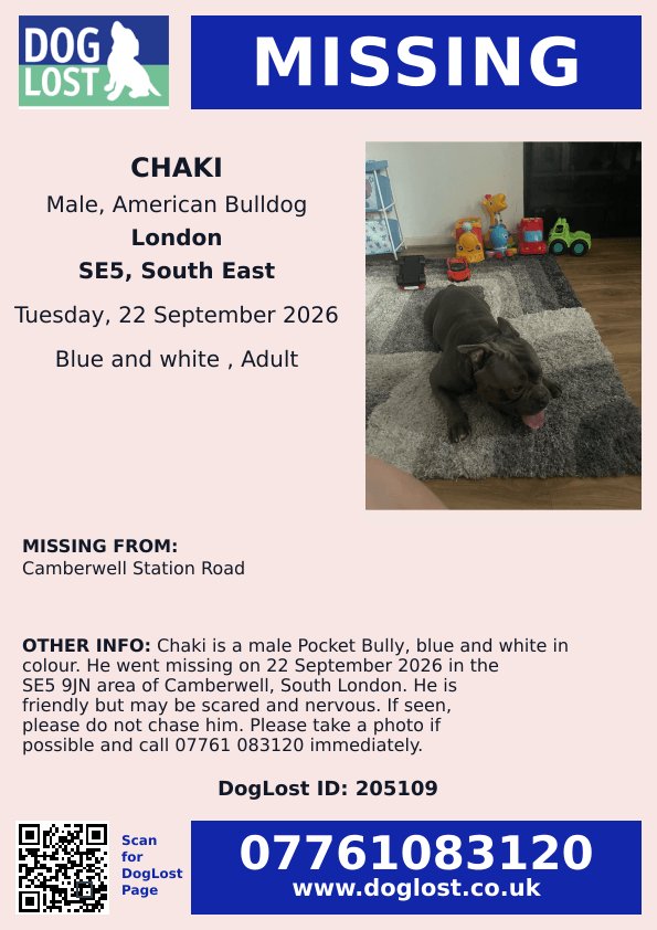 MissingPetsGB's tweet photo. 🚨 MISSING DOG – PLEASE HELP FIND CHAKI
Beloved dog CHAKI has gone missing in #SE5 #Camberwell #Southwark South #London

Chaki is a male Pocket Bully, blue and white in colour. He went missing on 22 September 2026.

If seen, please do not chase him.
https://t.co/9GWnKhwlyK https://t.co/Tv6X6QiVvc