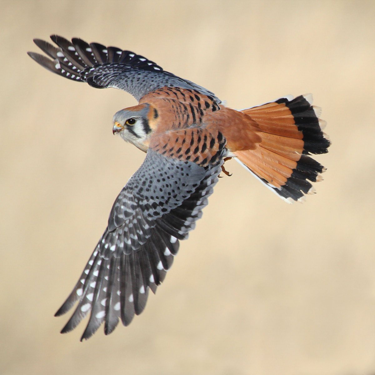 ImNotAProgram1's tweet photo. @birdsoftoday Kestrel my beloved. https://t.co/wVuVzgk8Dt