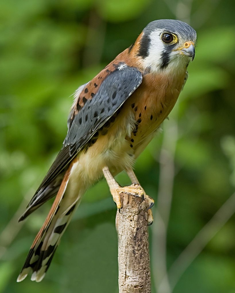 ImNotAProgram1's tweet photo. @birdsoftoday Kestrel my beloved. https://t.co/wVuVzgk8Dt
