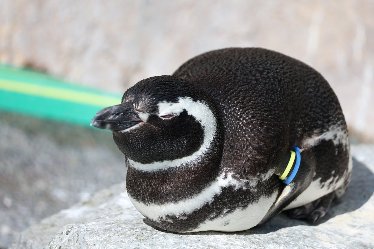 muroo_pg's tweet photo. オテテナイナイ
 #長崎ペンギン水族館
 #マゼランペンギン https://t.co/W3G88FTvwV
