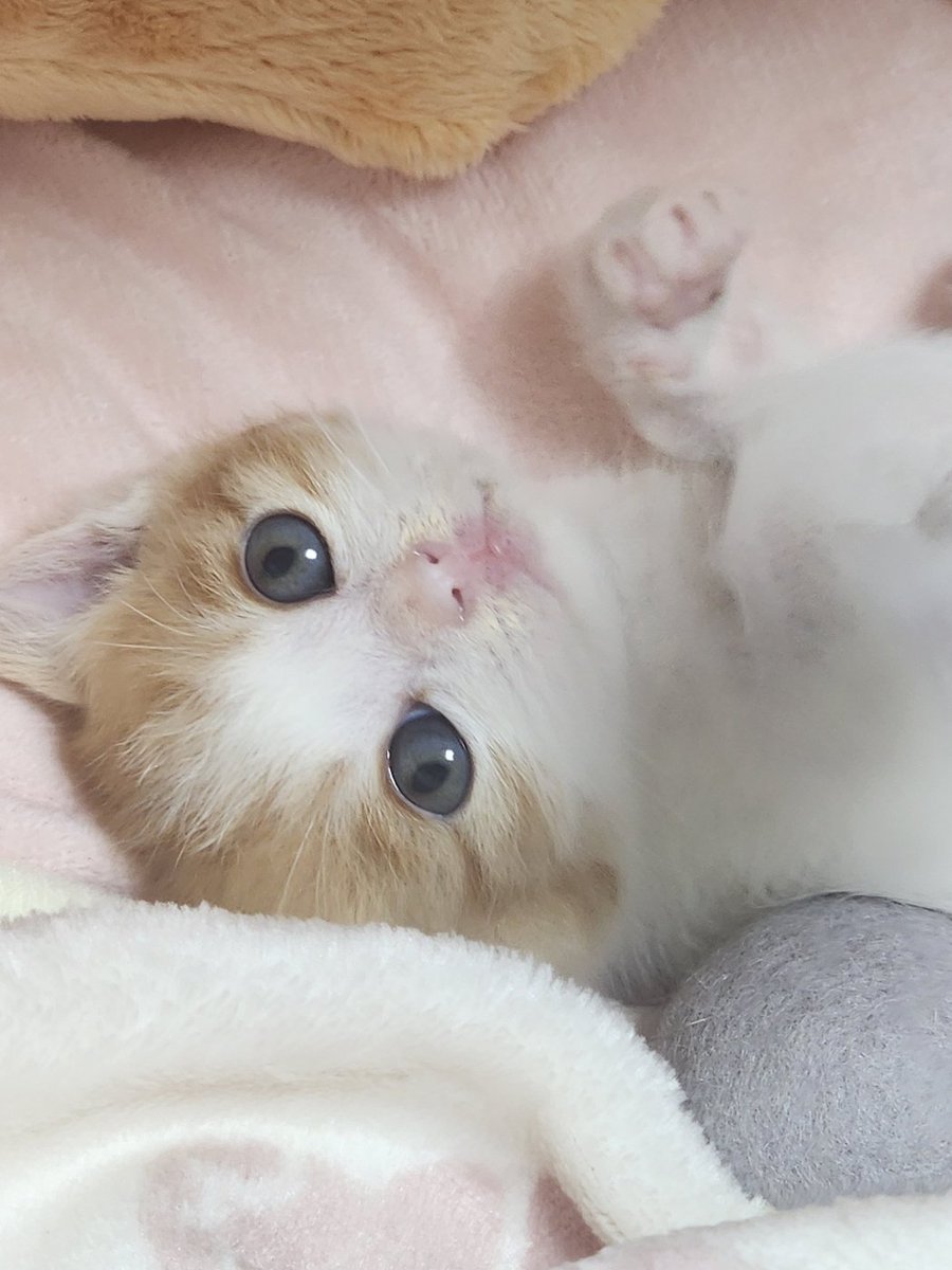 Ohmongee's tweet photo. 이게어떻게 고양이지? https://t.co/W14Ru2ChSU