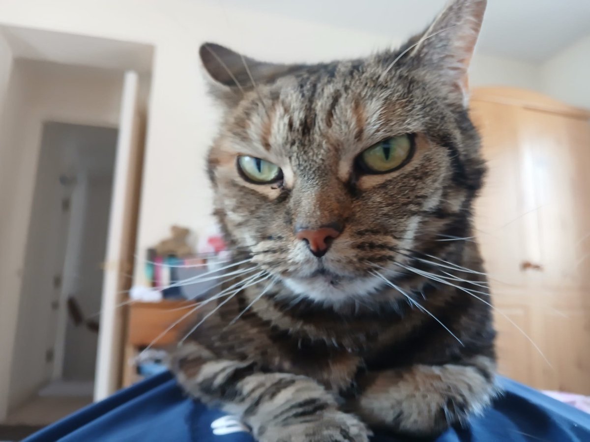 sedmiiii's tweet photo. my cat was lying on me while i listened to cool plugg music #joy #happiness https://t.co/lm6abhtxiF