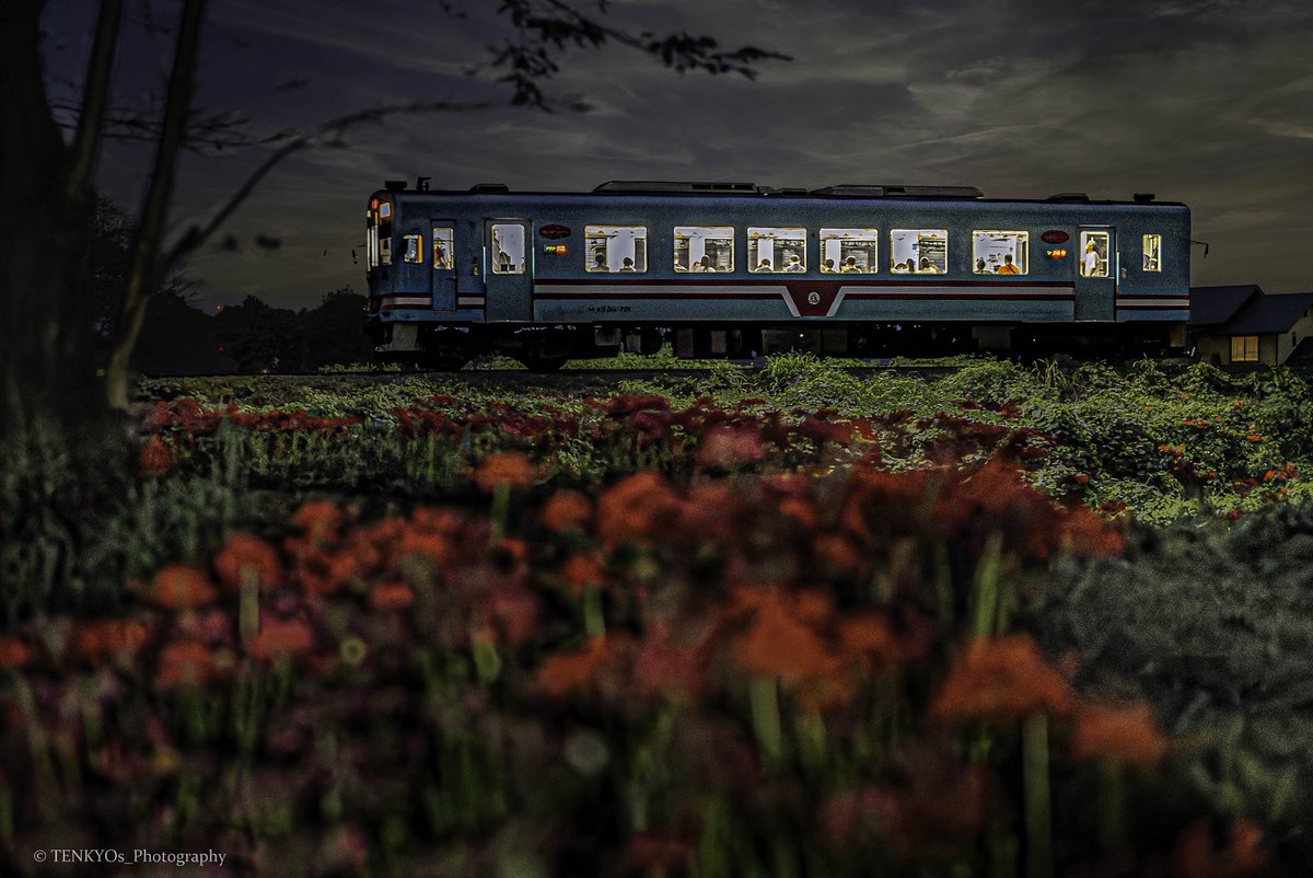TENKYOs_PHOTO's tweet photo. 「彼岸花・樽見鉄道」 2025/09
花は終盤だったけどなんとか間に合った
列車は赤色か標準色狙いだったからOKでした。夜の雰囲気が好きだなぁ😊 https://t.co/3c61N5pfqa