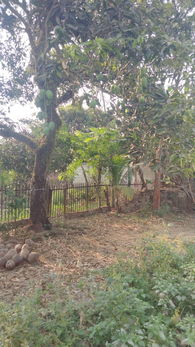 bennys0107's tweet photo. Lihat kebun gak terurus sama sekali ,..gersang belum ada hujan ..satunya lagi cuma Alang Alang  kering juga belum ketemu air  ..😭 https://t.co/Vz39l16nIC