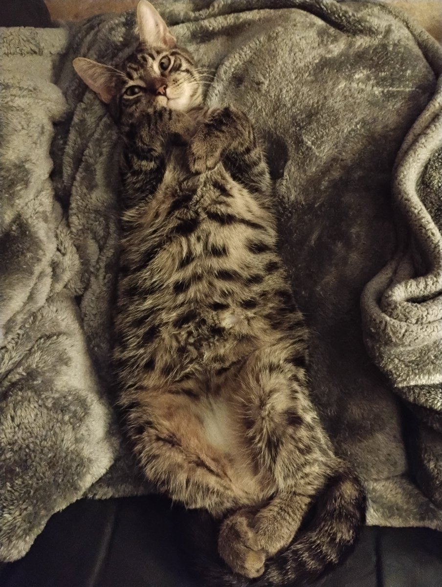 ImNotAProgram1's tweet photo. @MyFeralNeighbor Well since you opened the door LOOK AT MY CATS!! https://t.co/RVaNv4mK6W