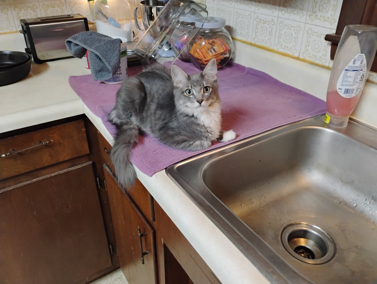 ImNotAProgram1's tweet photo. @MyFeralNeighbor Well since you opened the door LOOK AT MY CATS!! https://t.co/RVaNv4mK6W