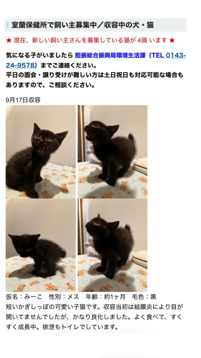 kuniko16721023's tweet photo. 室蘭保健所さんで子猫とハイシニアの猫4匹の飼い主さん募集中です。ちびニャンはポヤポヤで可愛い💕ハイシニアの子達は環境変化に戸惑ってる感じですが食欲はあるそうです #拡散希望 #里親募集 #北海道 #室蘭 #保健所 https://t.co/iHXU3OagQs https://t.co/CGh4BRaAWn