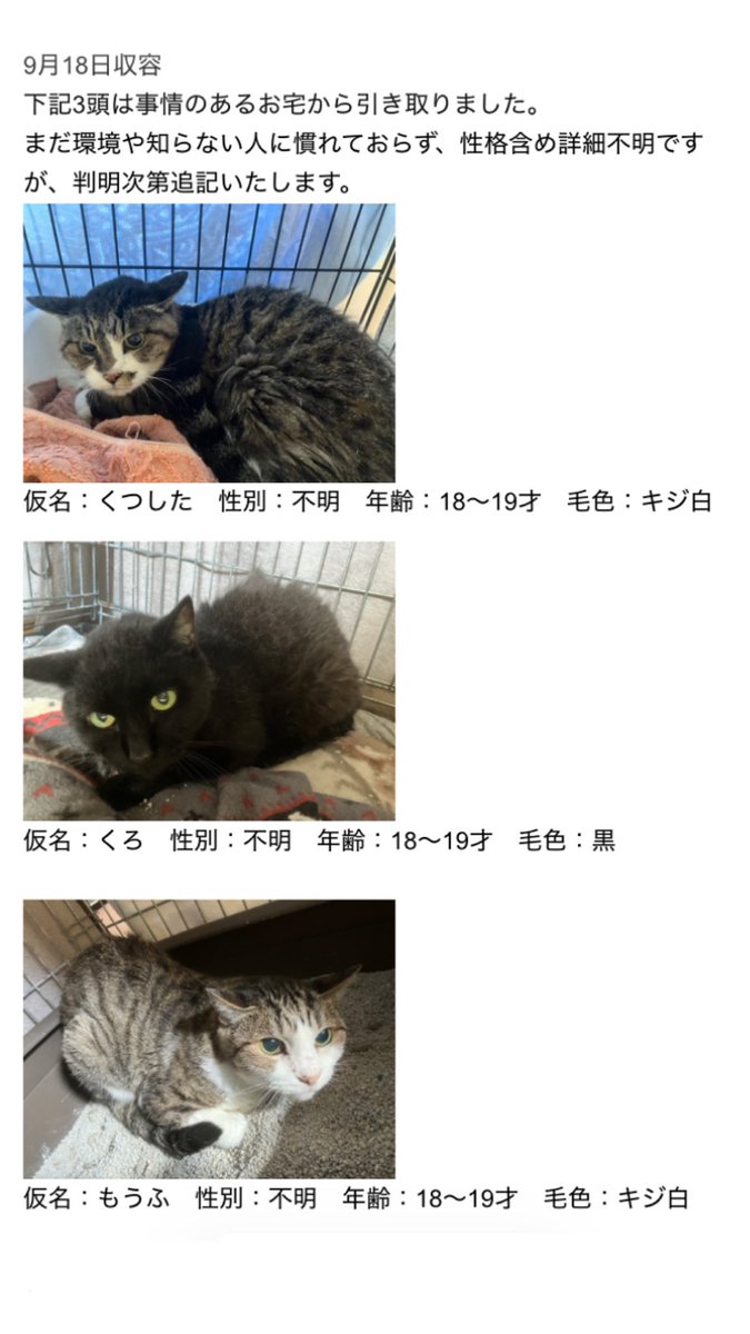 kuniko16721023's tweet photo. 室蘭保健所さんで子猫とハイシニアの猫4匹の飼い主さん募集中です。ちびニャンはポヤポヤで可愛い💕ハイシニアの子達は環境変化に戸惑ってる感じですが食欲はあるそうです #拡散希望 #里親募集 #北海道 #室蘭 #保健所 https://t.co/iHXU3OagQs https://t.co/CGh4BRaAWn