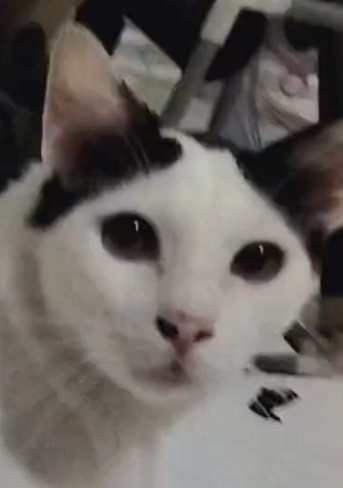 arpeggioza's tweet photo. @dihasut Wkwkwk iya juga, atau kuromi sanrio. Minus mukanya mlongo mulu ini meng https://t.co/fOmgPvbnKC