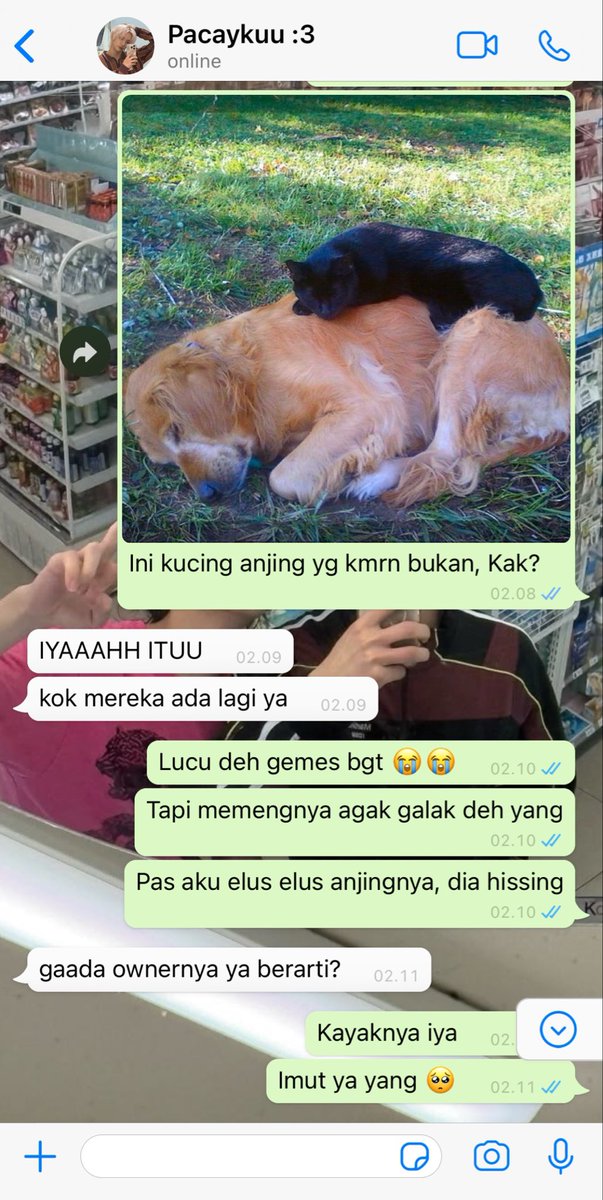 luneriah's tweet photo. Bukor karjimut kebab generation Ihseong yang suddenly on a random friday making a big decision to adopt hybrid Meongsan. In this prabowonomic, living together buat ngepress budget malah kedatengan guguk dan meng yang banyak tingkah.

An Ihseong and Meongsan alternate universe. https://t.co/fMioVvneZE