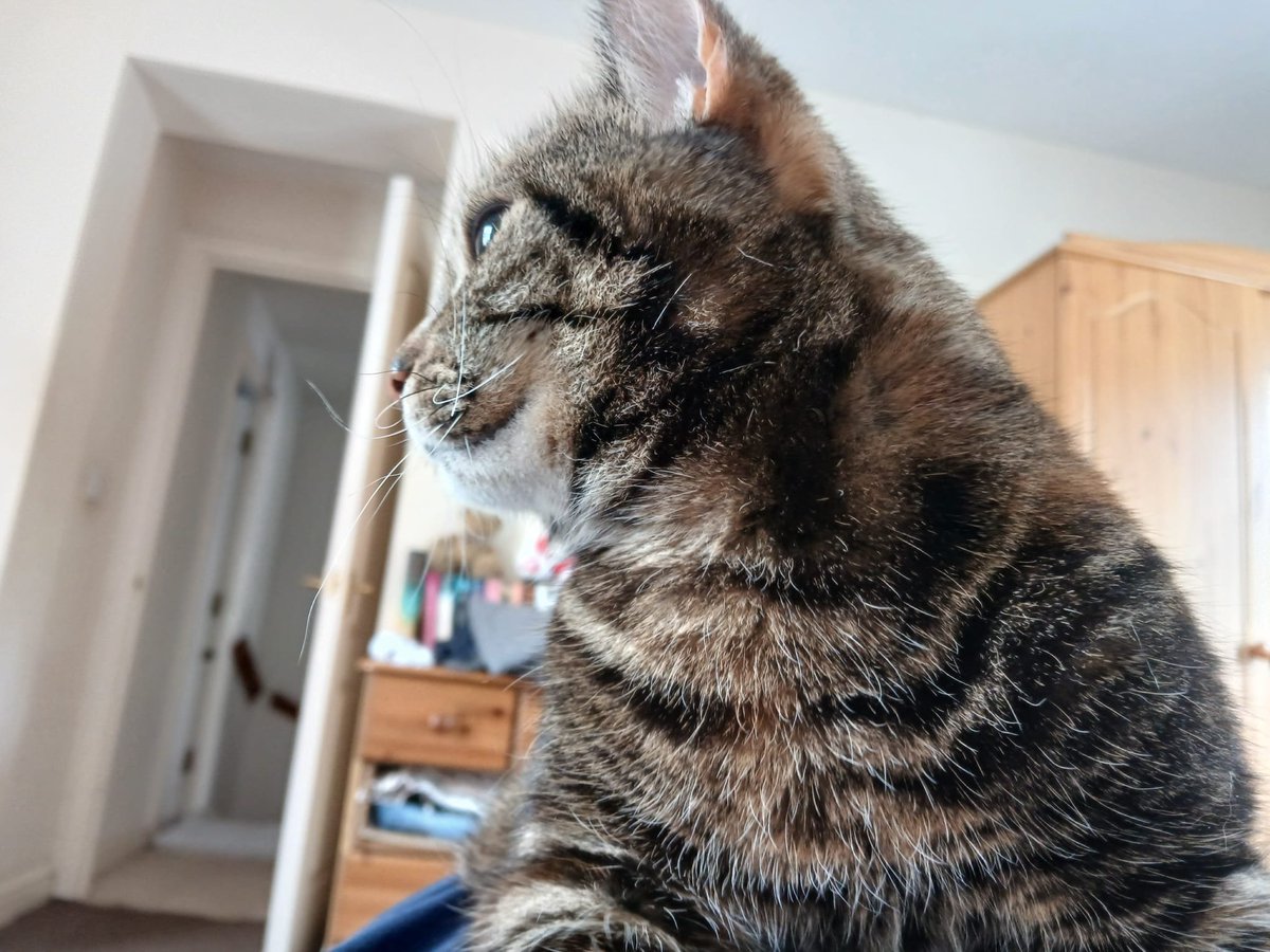 sedmiiii's tweet photo. my cat was lying on me while i listened to cool plugg music #joy #happiness https://t.co/lm6abhtxiF