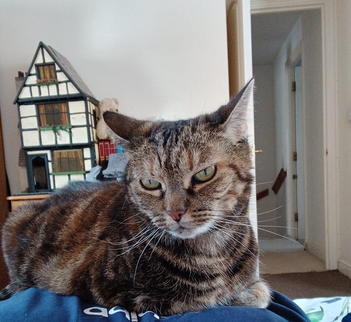 sedmiiii's tweet photo. my cat was lying on me while i listened to cool plugg music #joy #happiness https://t.co/lm6abhtxiF