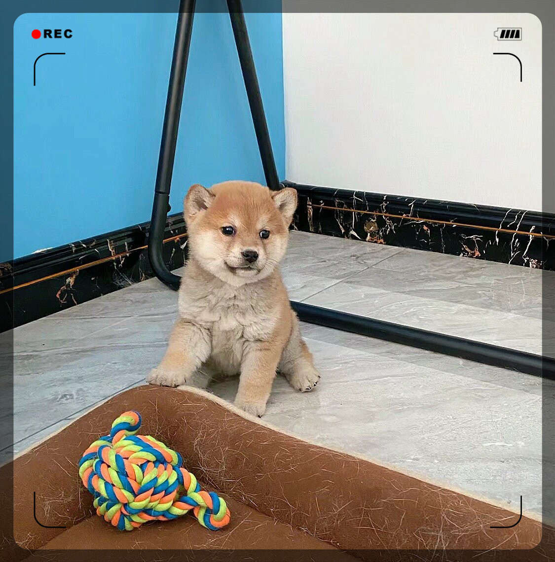 CoreneBadacre's tweet photo. Mi perrito de 2 meses ya corre por toda la casa! Cada día crece más y me llena de alegría https://t.co/inf3R58KBB