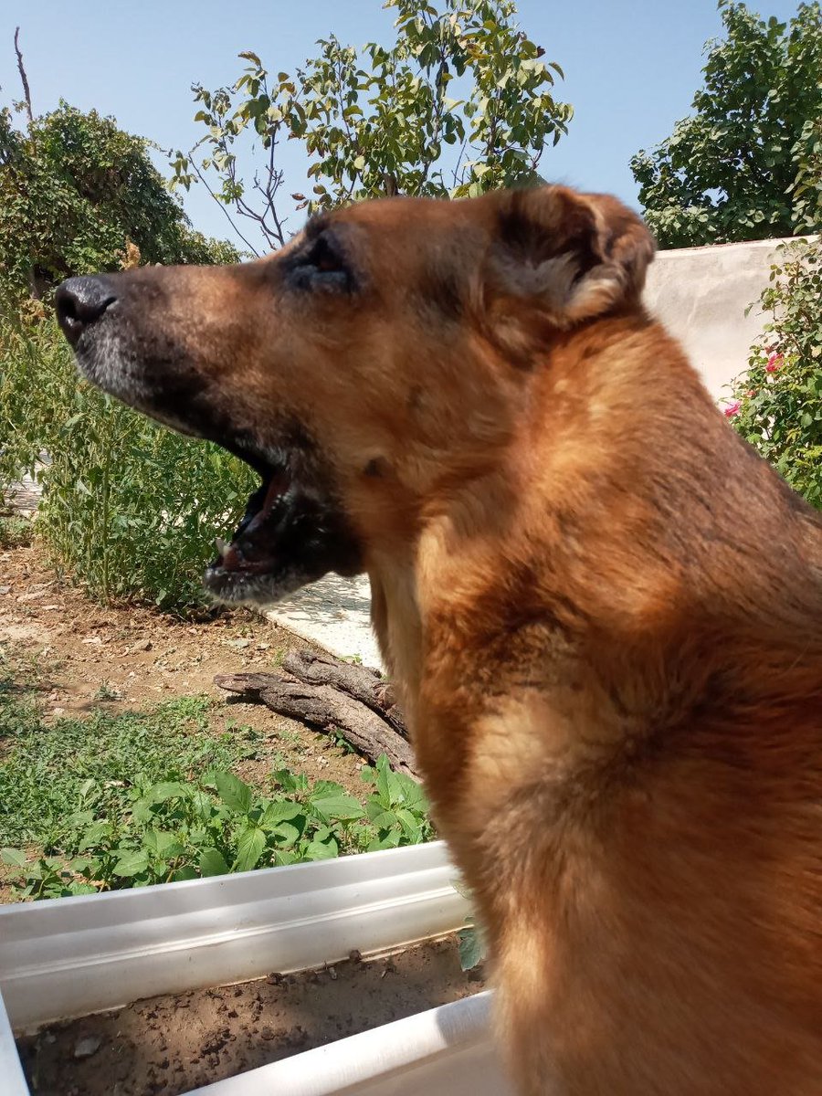 SepideRahimizee's tweet photo. My sweet boy😘 🐶💋

#gsd #germanshepherd #dog #doglife https://t.co/7Dsb0unloN