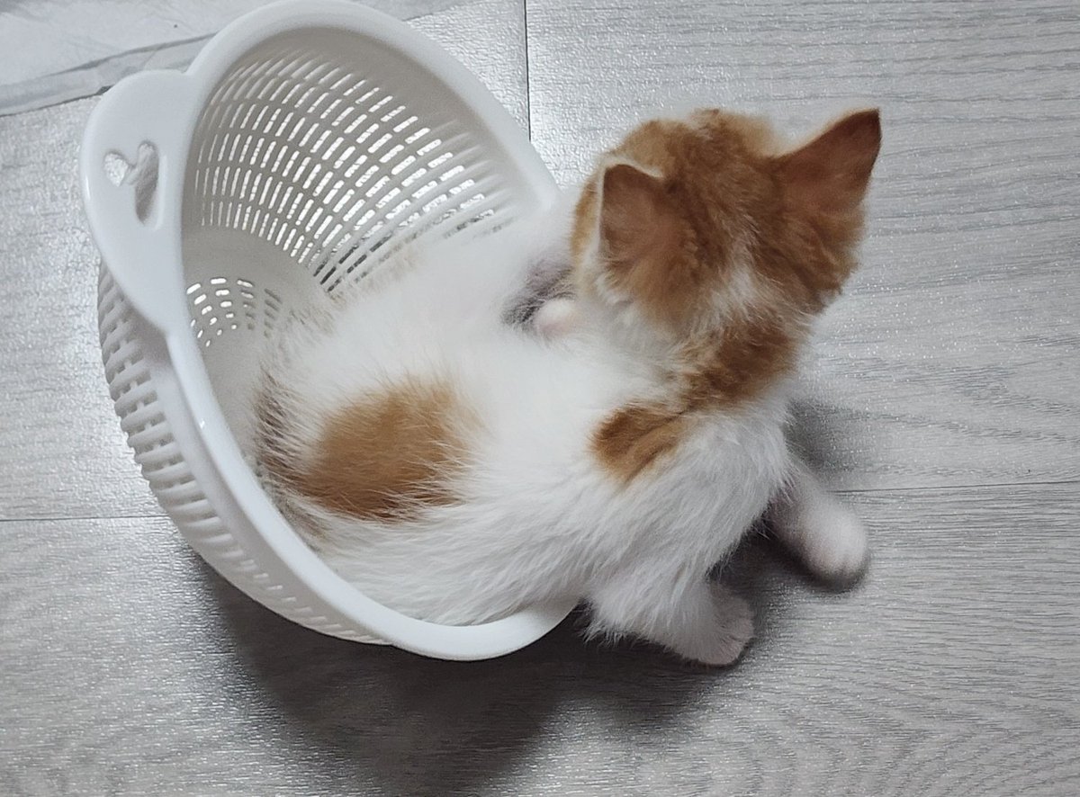 Ohmongee's tweet photo. 몽이개처웃겨 https://t.co/NVDO1uGuYk