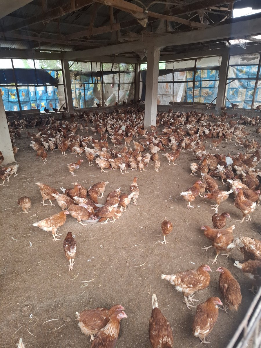 AjiAgroWea7w7q's tweet photo. NONSTOP ποΈ ποΈ ποΈ
No days off !!!
#Agriculture #Farming #Livestock
#AnimalFarm #DairyFarming #Poultry #FHC #SustainableFarming #farmer #OrganicFarming #Agribusiness #FarmLife #Ranching #nature #AjiAgroWealthLTD #AnimalFarm #MegaFarm #AjiAgrowealth #LivestockFarming https://t.co/SxTk8LI5sr