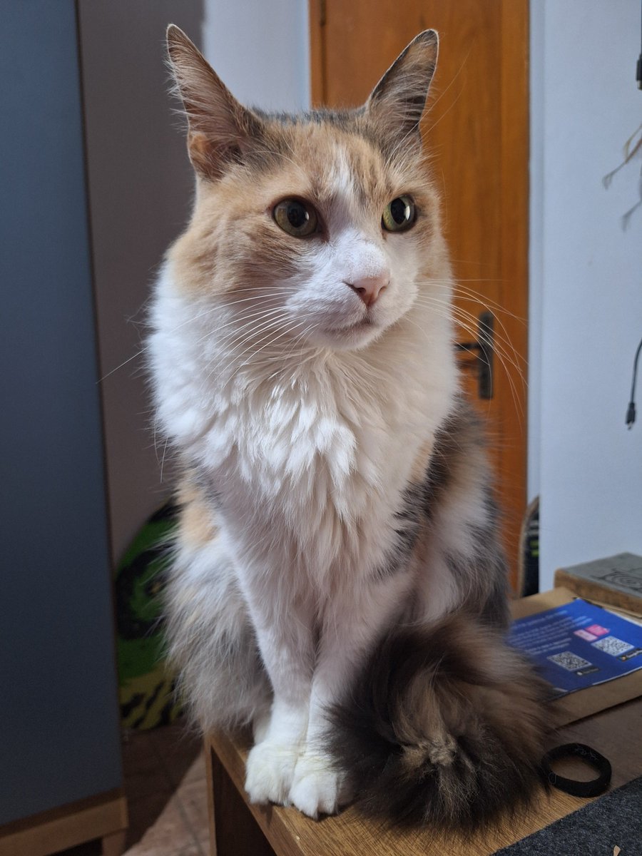 lorenzosc2006's tweet photo. 🐱 https://t.co/KvovoZEnY0