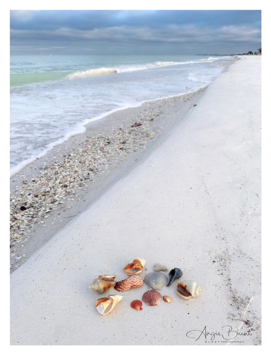 smile1fish's tweet photo. 🐚❤️ So many beautiful shells this morning. There was a line of them along the shore and I gathered up a few, making a pretty little collage. ~ Coquina Beach (9-25-26) ❤️ 📷 Angie Blunt #annamariaisland https://t.co/9omHk8Ry3L