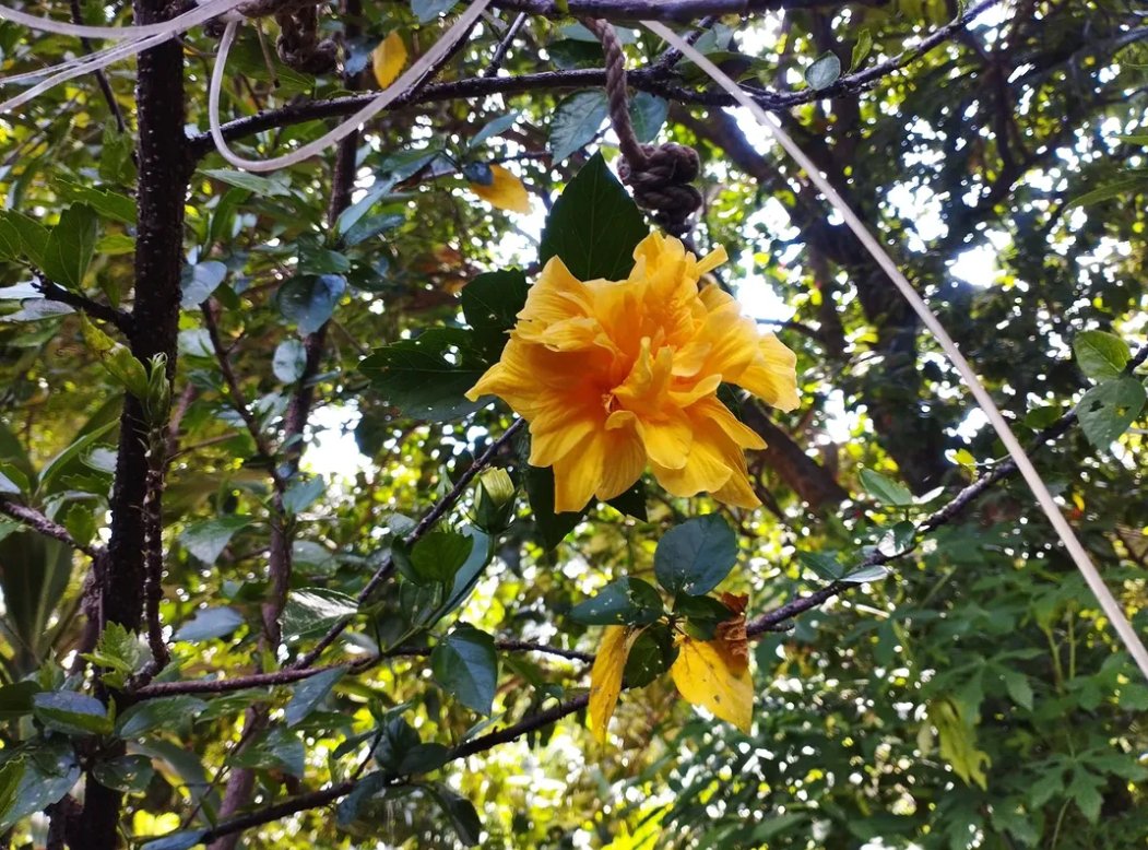 filohanpi's tweet photo. @f3mmedr4gon I'm glad you liked it! I always take pictures of flowers that I come across🥹 https://t.co/ZrAzSGdX4M