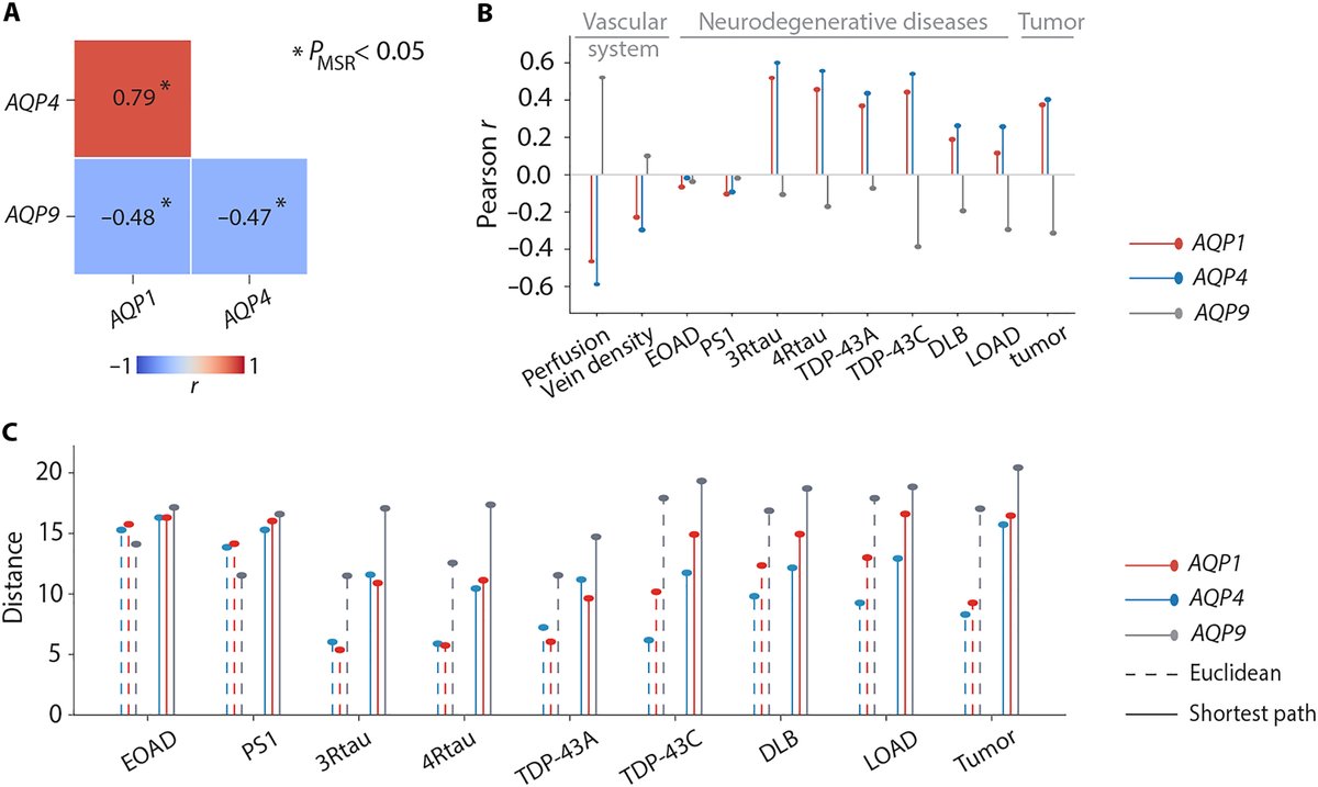misicbata's tweet photo. 6️⃣ There are a few other fun things in the supplement, including the mapping of other aquaporins and comparisons with MRI measurements of the glymphatic system (intrathecal CSF tracer gadobutrol). https://t.co/5EkjWQ6vm4