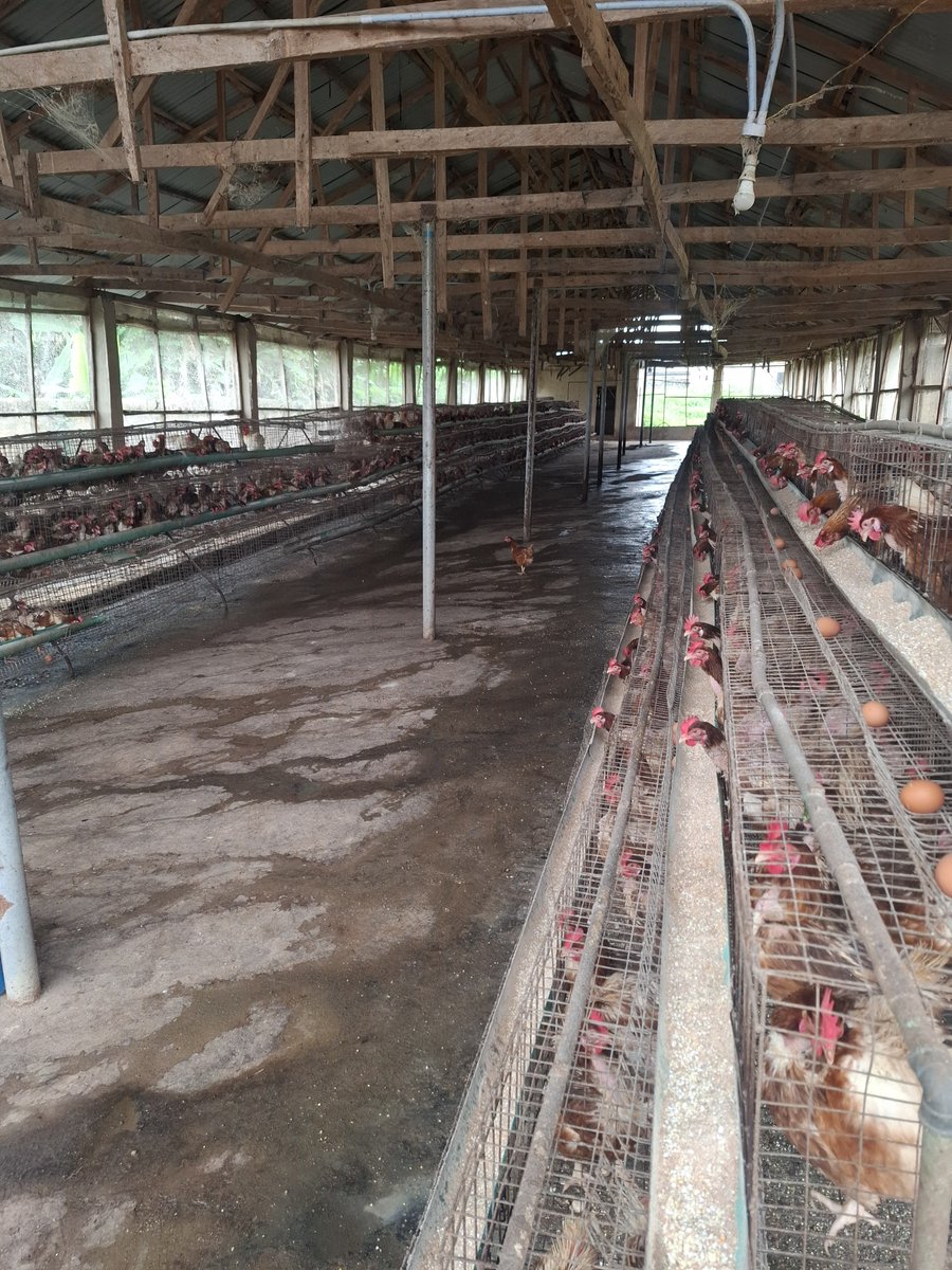 AjiAgroWea7w7q's tweet photo. NONSTOP ποΈ ποΈ ποΈ
No days off !!!
#Agriculture #Farming #Livestock
#AnimalFarm #DairyFarming #Poultry #FHC #SustainableFarming #farmer #OrganicFarming #Agribusiness #FarmLife #Ranching #nature #AjiAgroWealthLTD #AnimalFarm #MegaFarm #AjiAgrowealth #LivestockFarming https://t.co/SxTk8LI5sr