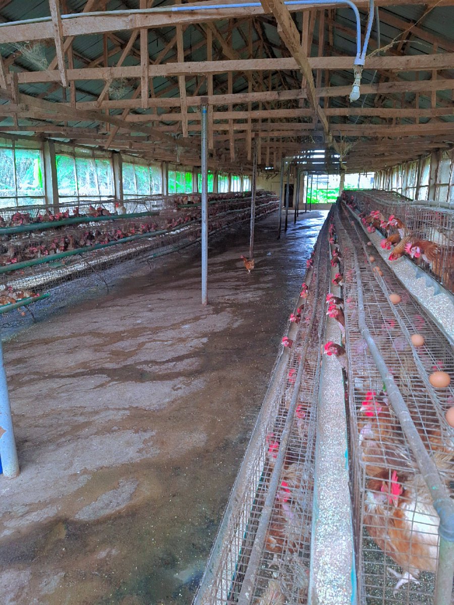 AjiAgroWea7w7q's tweet photo. NONSTOP ποΈ ποΈ ποΈ
No days off !!!
#Agriculture #Farming #Livestock
#AnimalFarm #DairyFarming #Poultry #FHC #SustainableFarming #farmer #OrganicFarming #Agribusiness #FarmLife #Ranching #nature #AjiAgroWealthLTD #AnimalFarm #MegaFarm #AjiAgrowealth #LivestockFarming https://t.co/SxTk8LI5sr