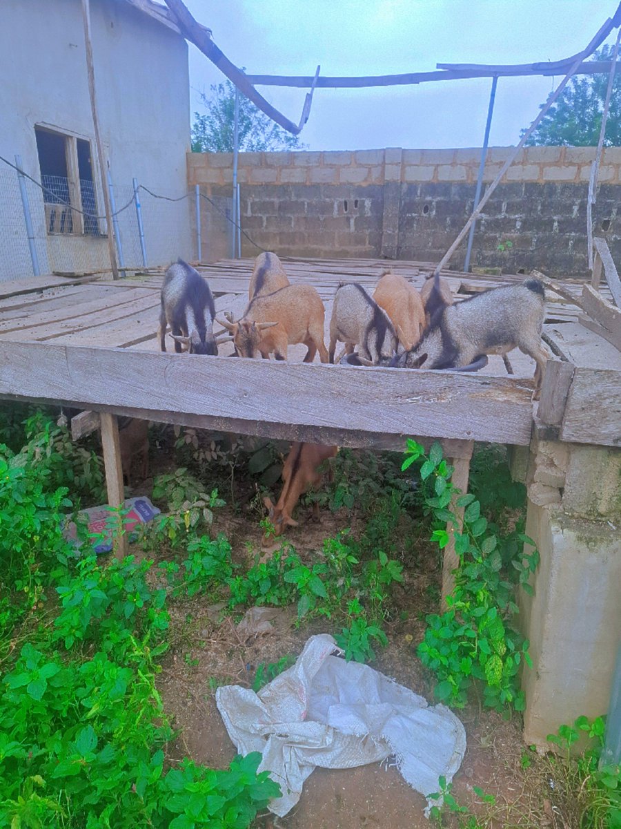 AjiAgroWea7w7q's tweet photo. NONSTOP ποΈ ποΈ ποΈ
No days off !!!
#Agriculture #Farming #Livestock
#AnimalFarm #DairyFarming #Poultry #FHC #SustainableFarming #farmer #OrganicFarming #Agribusiness #FarmLife #Ranching #nature #AjiAgroWealthLTD #AnimalFarm #MegaFarm #AjiAgrowealth #LivestockFarming https://t.co/SxTk8LI5sr