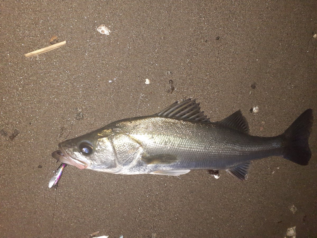 nameko1006's tweet photo. 仕事終わりに、ひさびさ🎣(　・ω・)
楽しかった。

すごい気さくに話しかけてきた学生いたんだけど、きてしょっぱなライトで川、照らすなよ( ´-ω-)しんじられへん。。

リリースリコレクション🐙 https://t.co/zkl7YSqOqT
